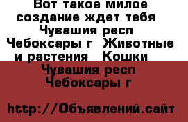 Вот такое милое создание ждет тебя - Чувашия респ., Чебоксары г. Животные и растения » Кошки   . Чувашия респ.,Чебоксары г.